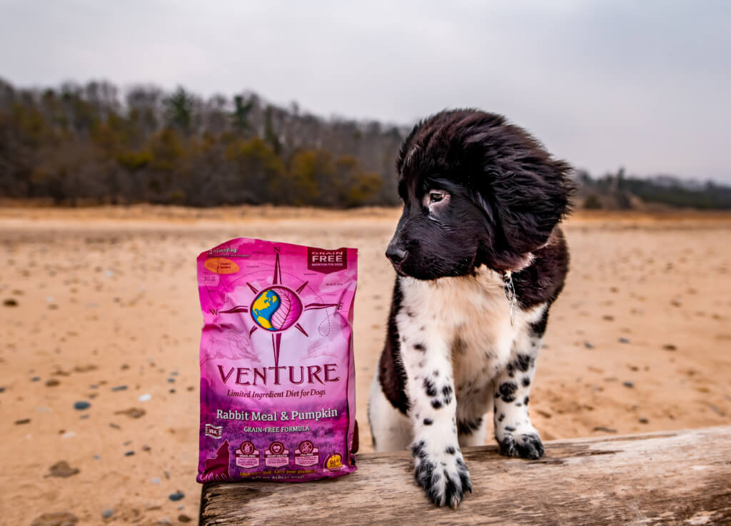 A Newfie puppy stands next to a bag of Venture Rabbit Meal & Pumpkin dog food