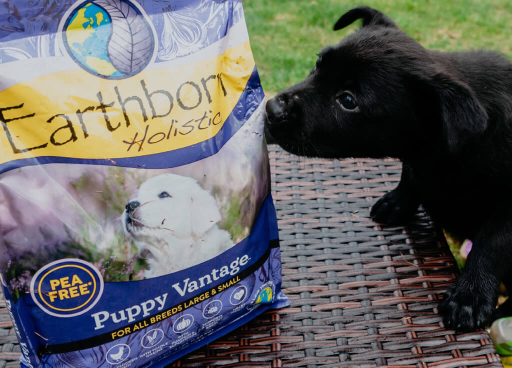 A small black puppy sniffs a bag of Earthborn Holistic Puppy Vantage