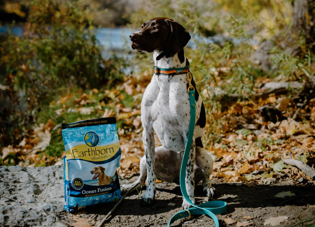 A German shorthaired pointer sits next to a bag of Earthborn Holistic Ocean Fusion dog food