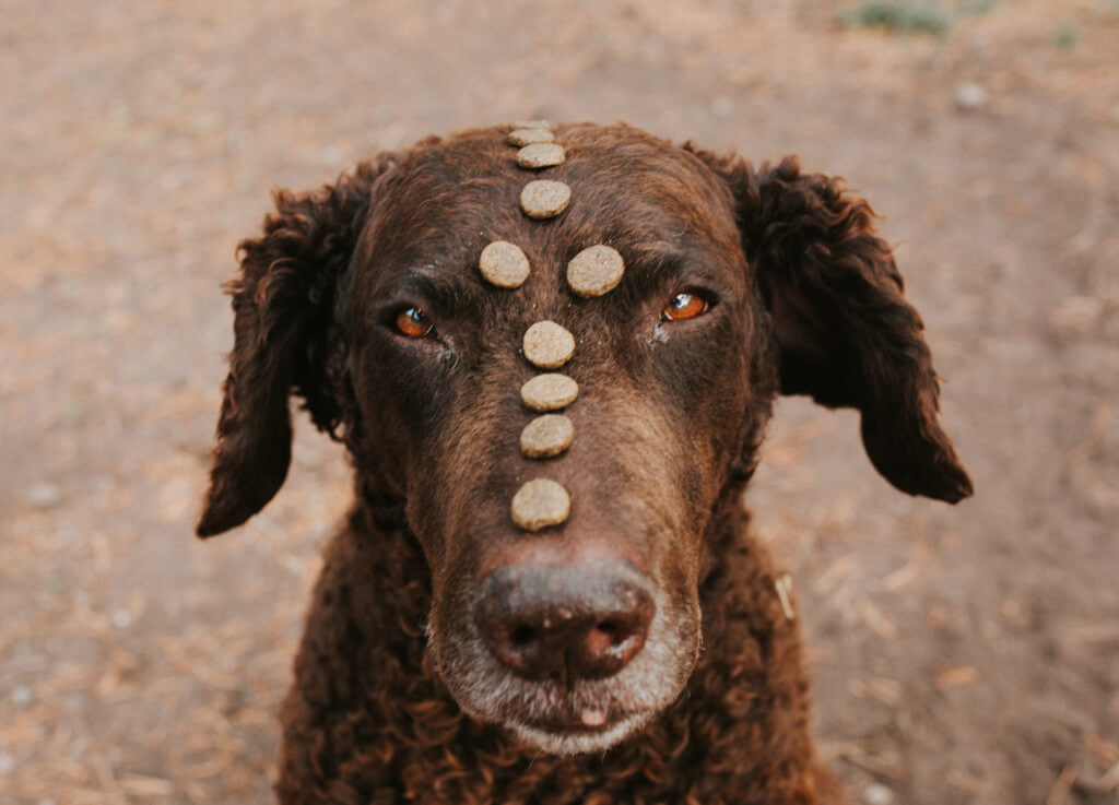 A closeup of a dog's face. She has a row of kibble balanced on her nose