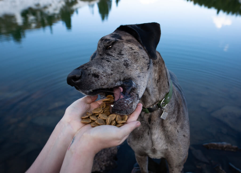 Two hands hold a handful of Earthborn Holistic Large Breed kibble while a Great Dane eats out of the pile