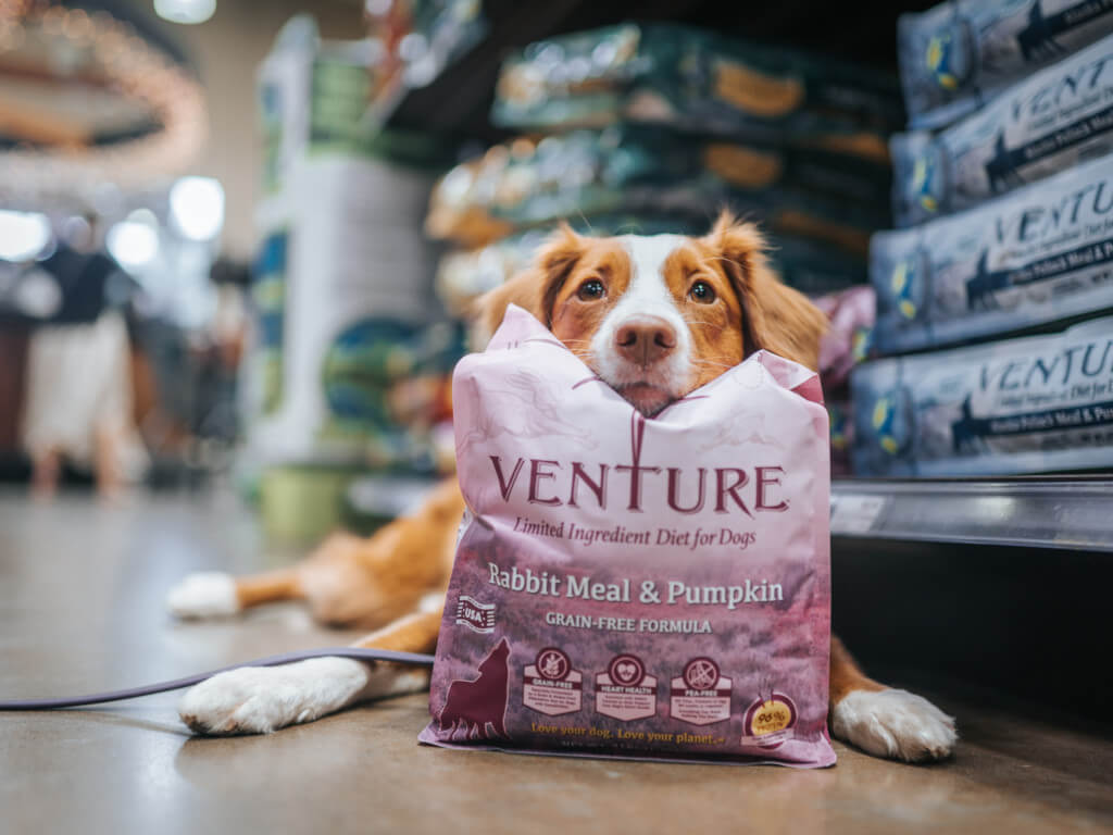A dog lays on the ground in a pet food store with a bag of Venture dog food in front of her and is resting her head on top the bag