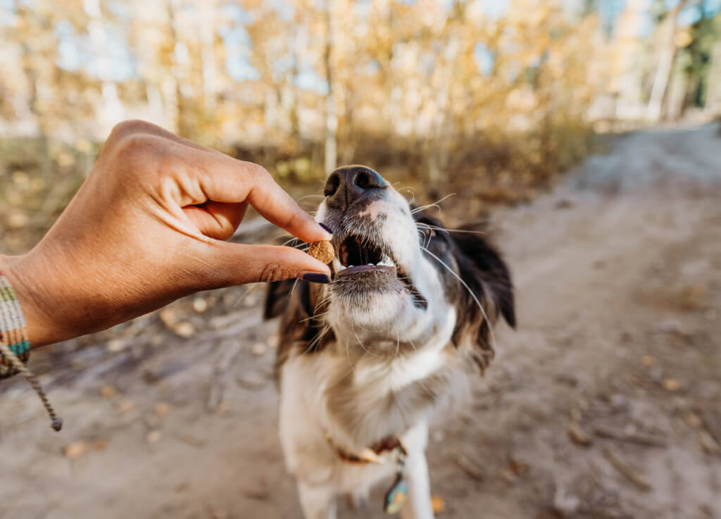 A human hand holds a piece of kibble between two fingers while a dog reaches up to eat it