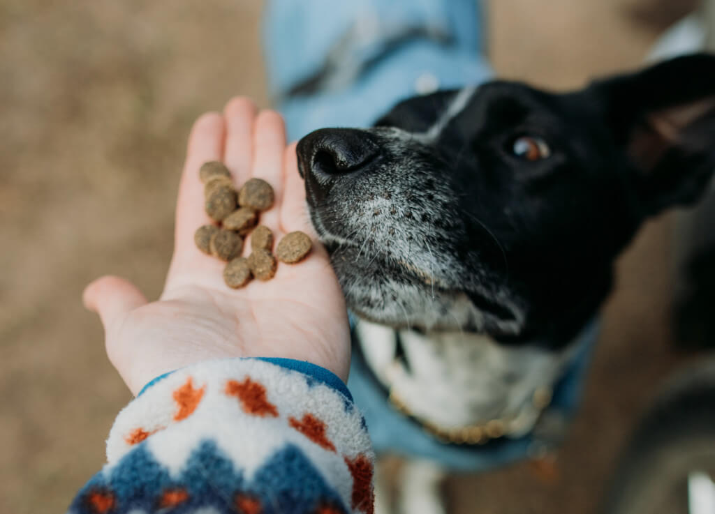 A human hand holds a few pieces of kibble while a dog reaches up to eat it out of their palm