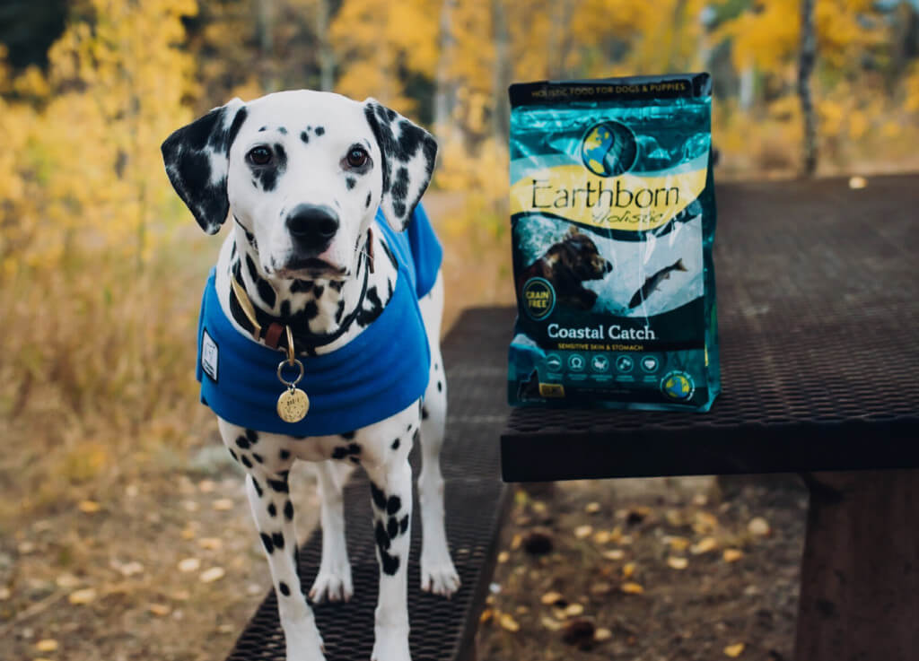 A dog stands on a bench next to a bag of Coastal Catch dog food
