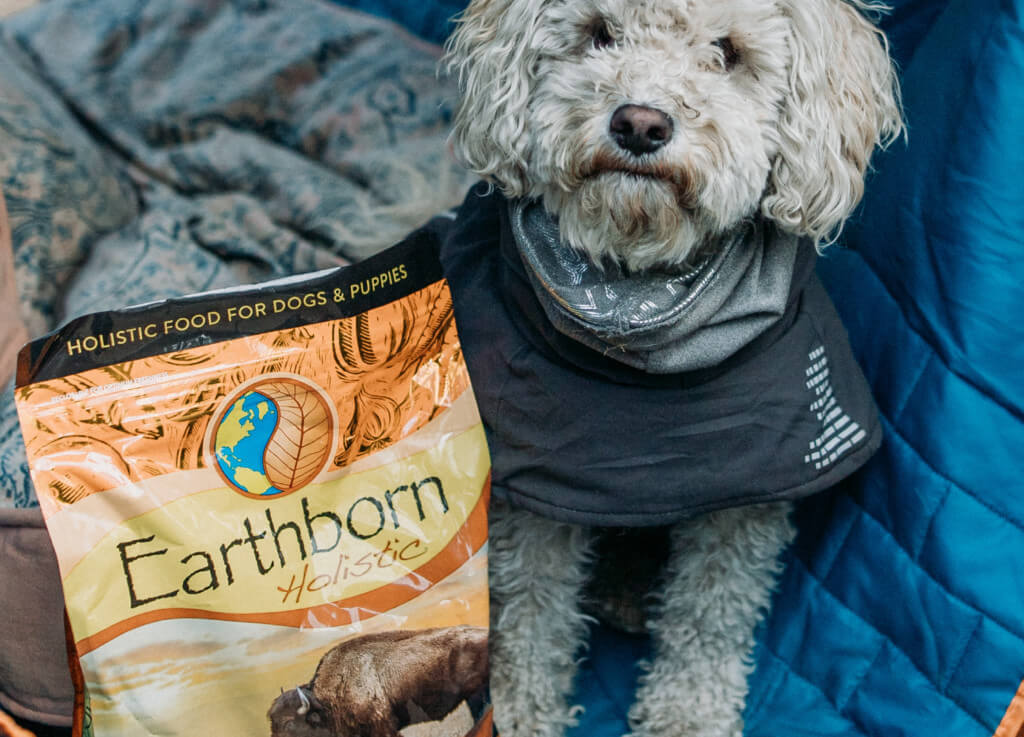 A small dog sits in the backseat of a car next to a bag of Earthborn Holistic Great Plains Feast dog food