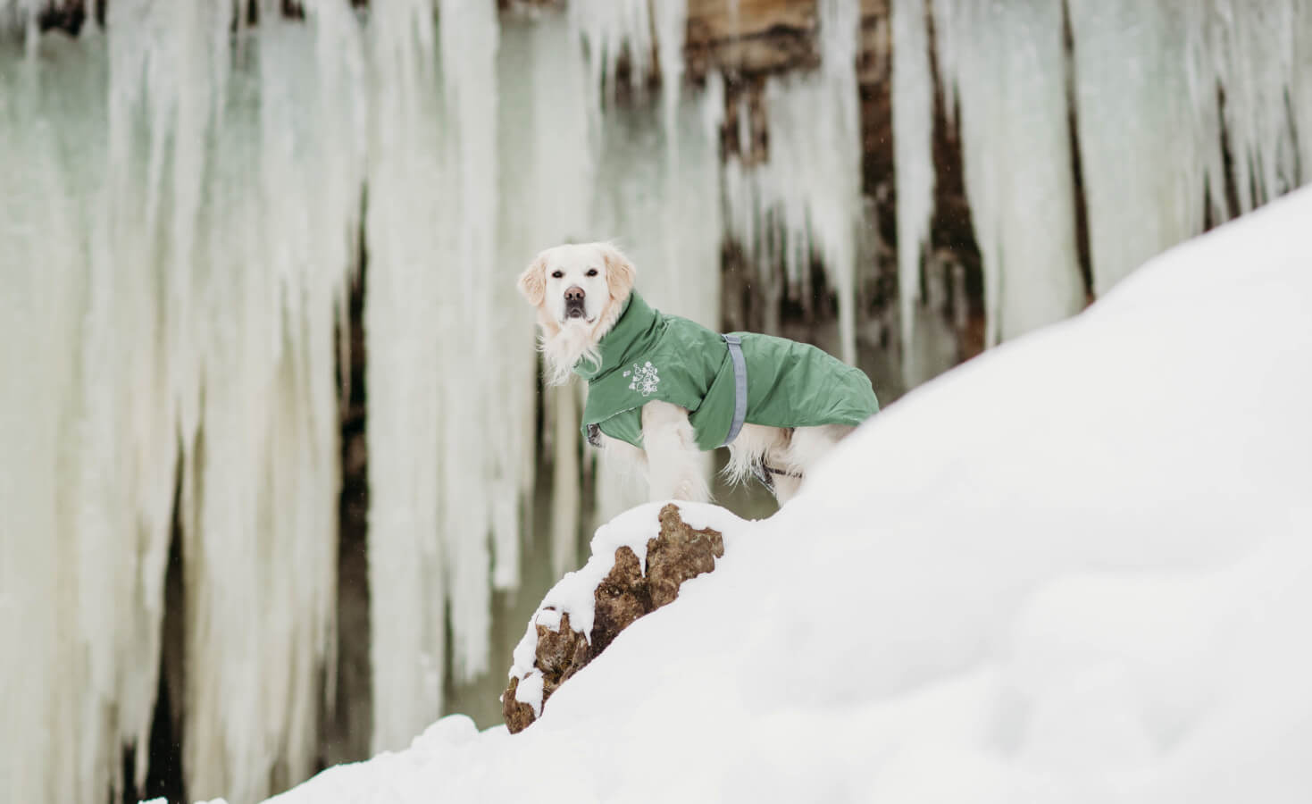 A golden retriever wearing a green coat stands in the snow in front of a frozen waterfall