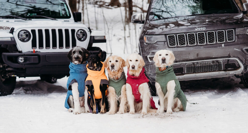 Five dogs in sweaters sit in the snow ready to pack into the warm cars after a long winter hike