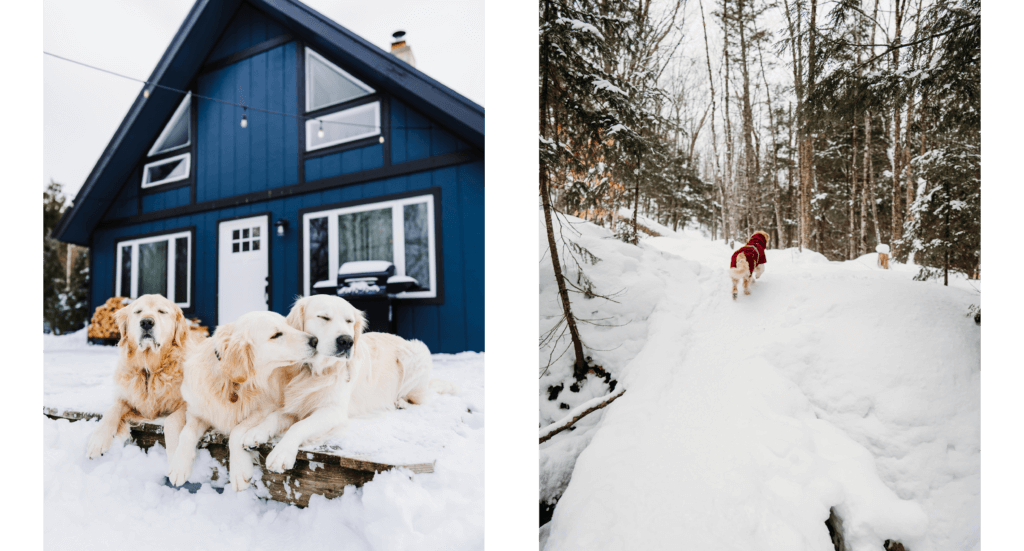 The dogs enjoying our pet-friendly cabin and Barley checking out the fresh powder on the trails 