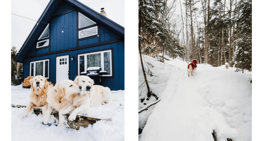 The dogs enjoying our pet-friendly cabin and Barley checking out the fresh powder on the trails