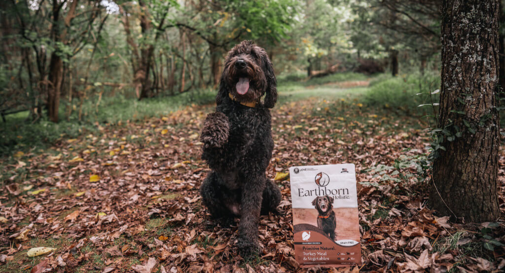 dog sits with paw up next to a bag of dog food