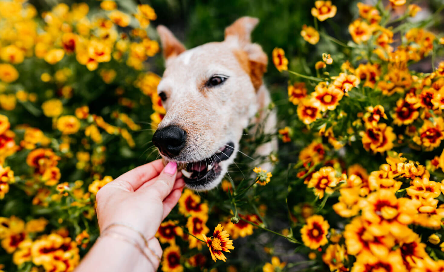 Dog eats a dog treat with flowers around them