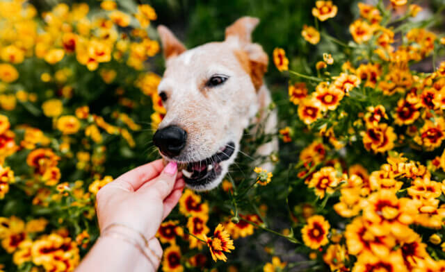 Springtime Seasonal Allergies in Dogs