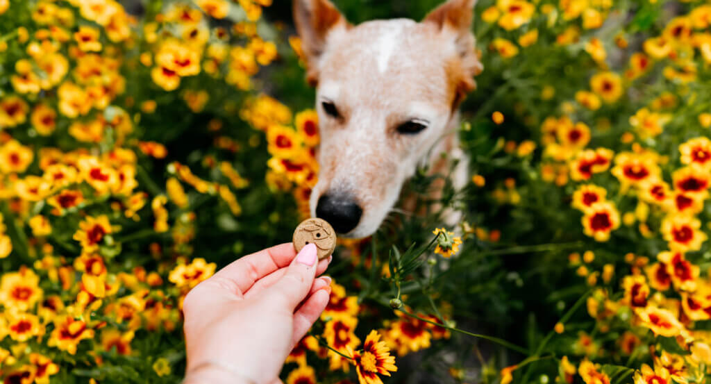 Person holds treat as dog sniff it in field of flowers