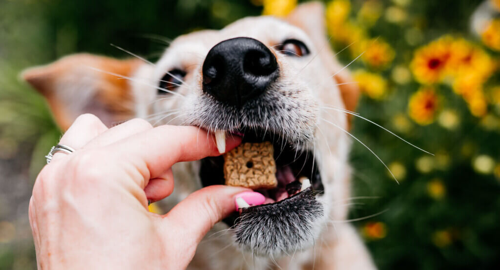 Person gives dog a treat in field of flowers