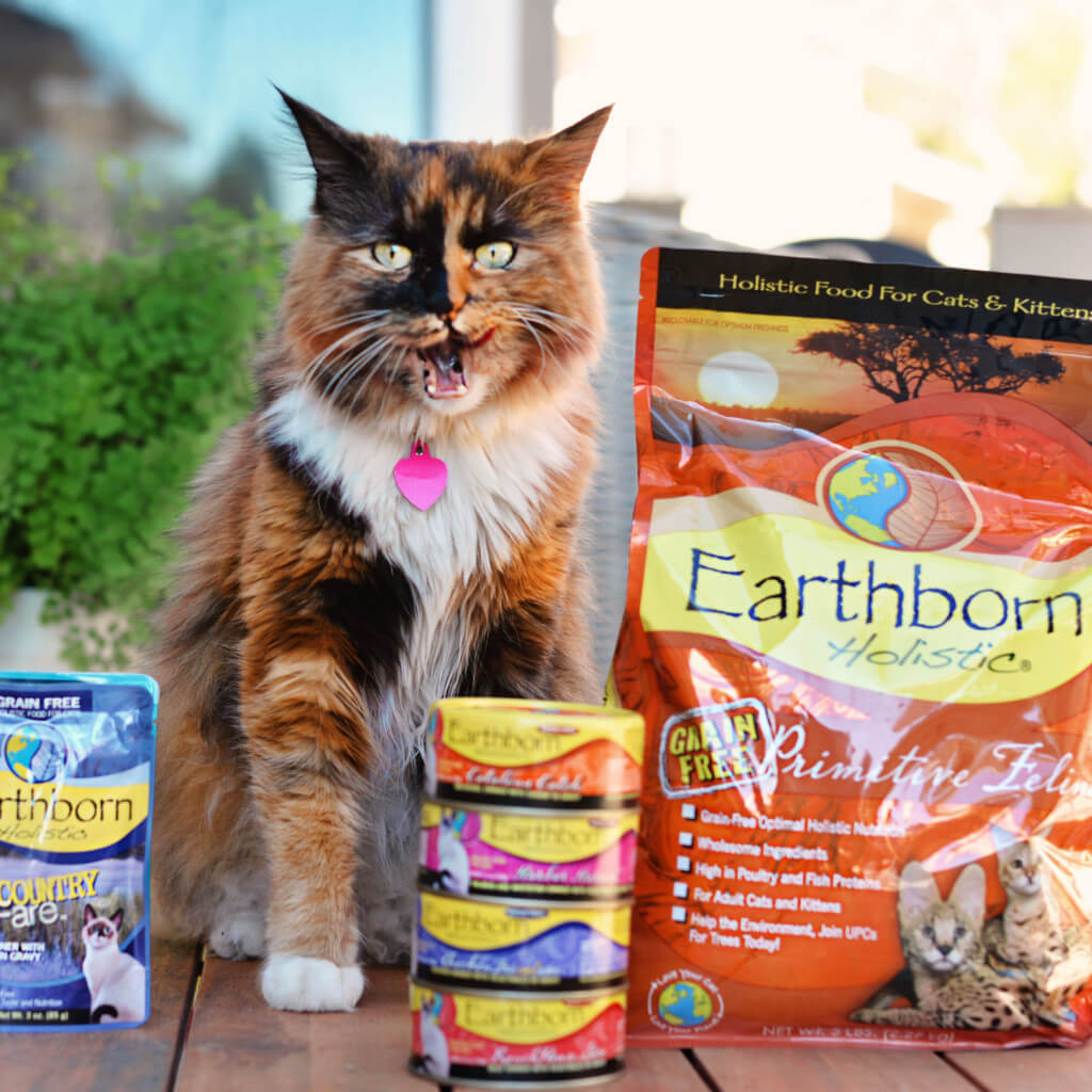 A cat sits surrounded by Earthborn Holistic cat food while she licks her lips