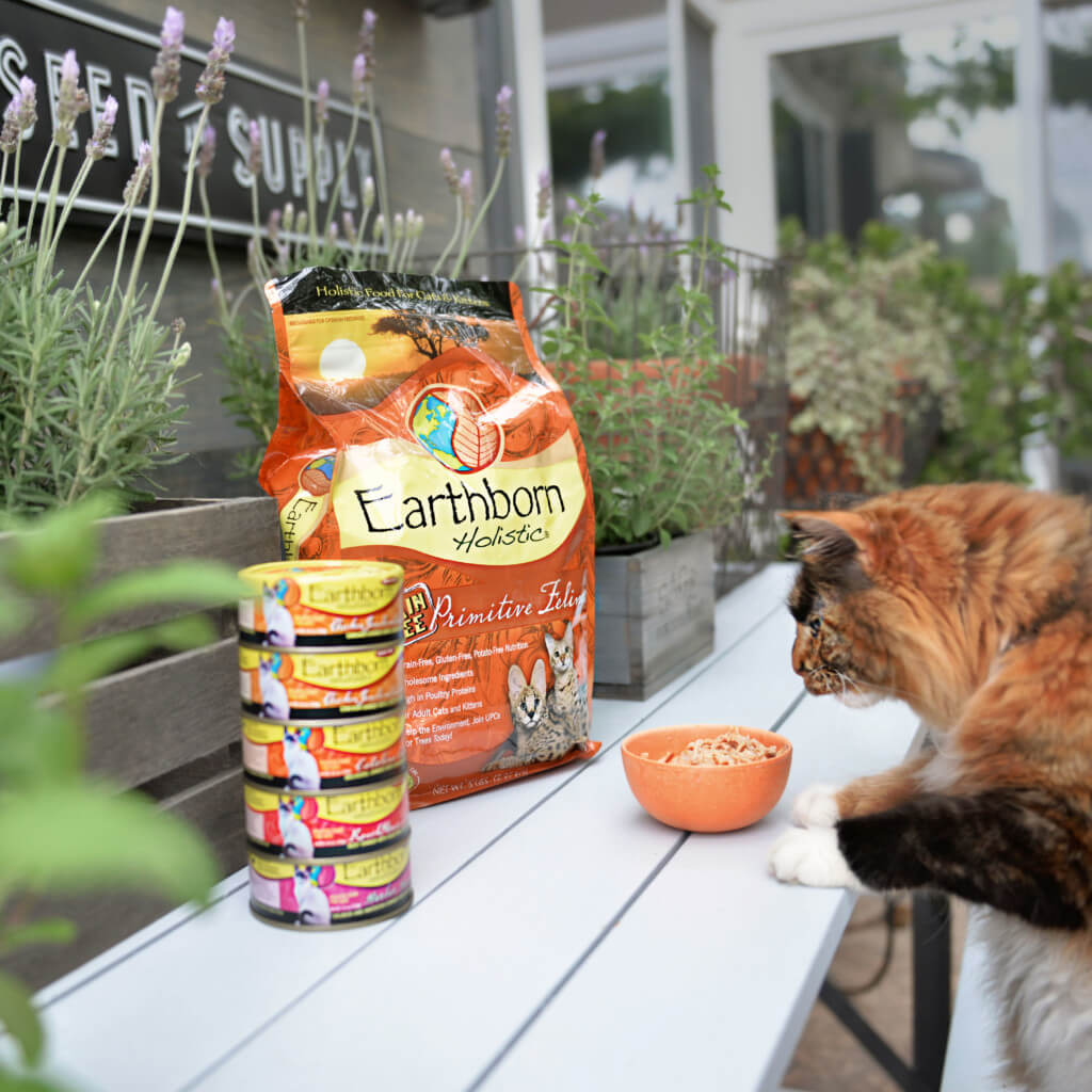 A cat jumping up onto an outdoor bench where a bowl of cat food is waiting