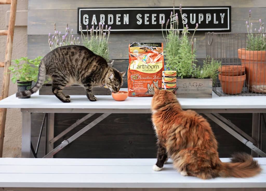 Two cats sit on an outside work bench and eat out of a cat food bowl