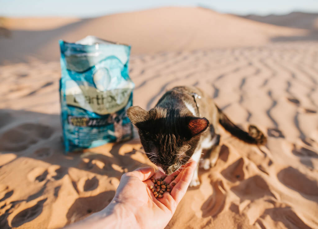 A small cat reaches up to eat cat kibble out of a person's hand