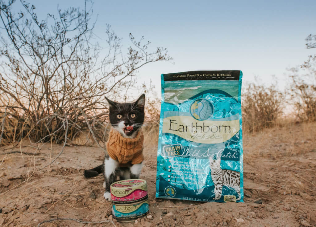 A kitten stands with its front paws on two cans of cat food and next to a bag of Earthborn Holistic cat food
