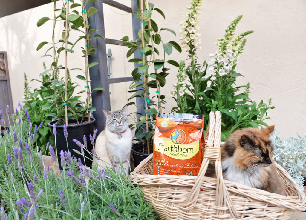 A cat sits in a wicker basket with a bag of cat food