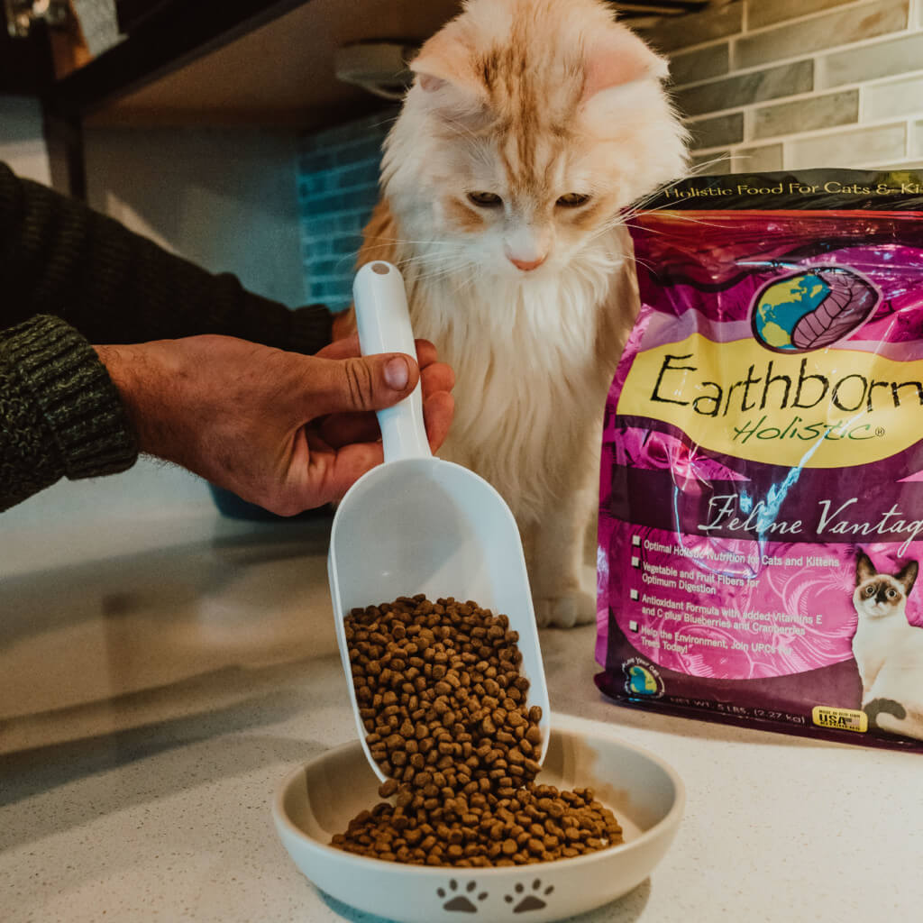 A cat watches closely as a human pours cat kibble into a bowl