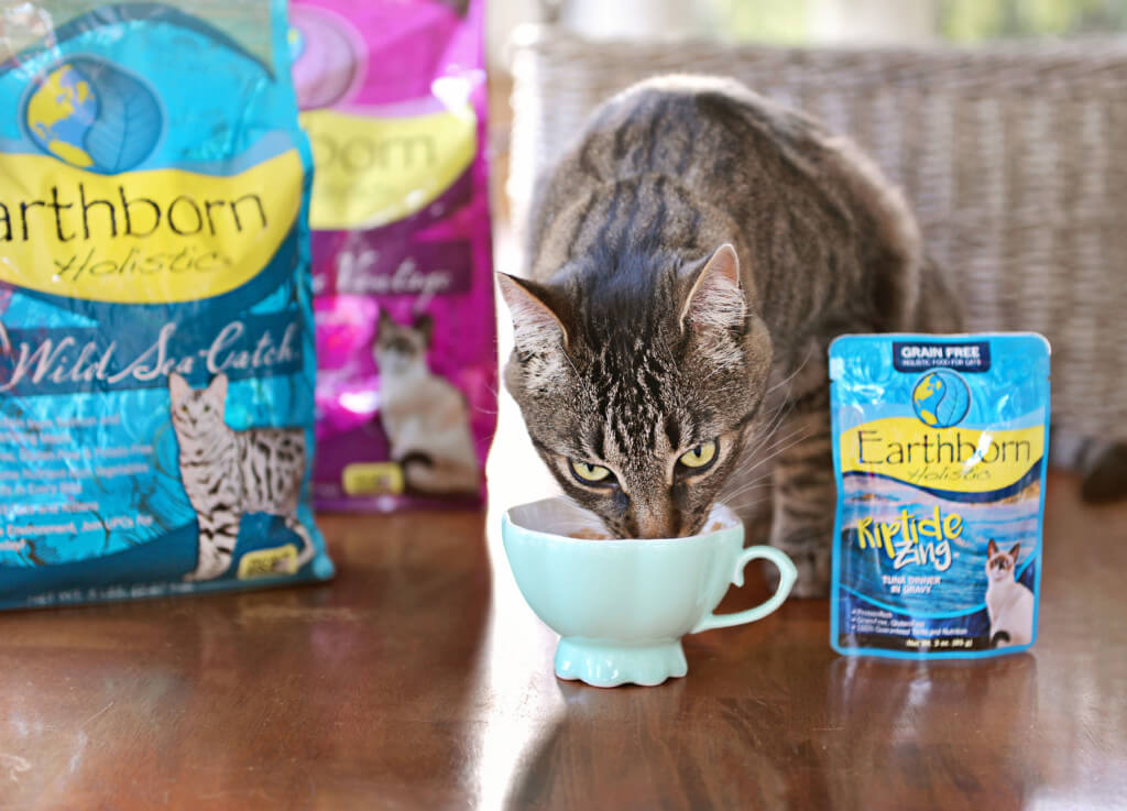 A cat eats out of a teacup bowl while two bags of Earthborn Holistic cat food and a wet cat food pouch sits next to him