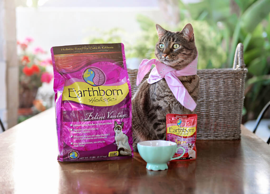 A cat wearing a pink bandana sits on a table next to a bag of Feline Vantage cat food and a teacup bowl
