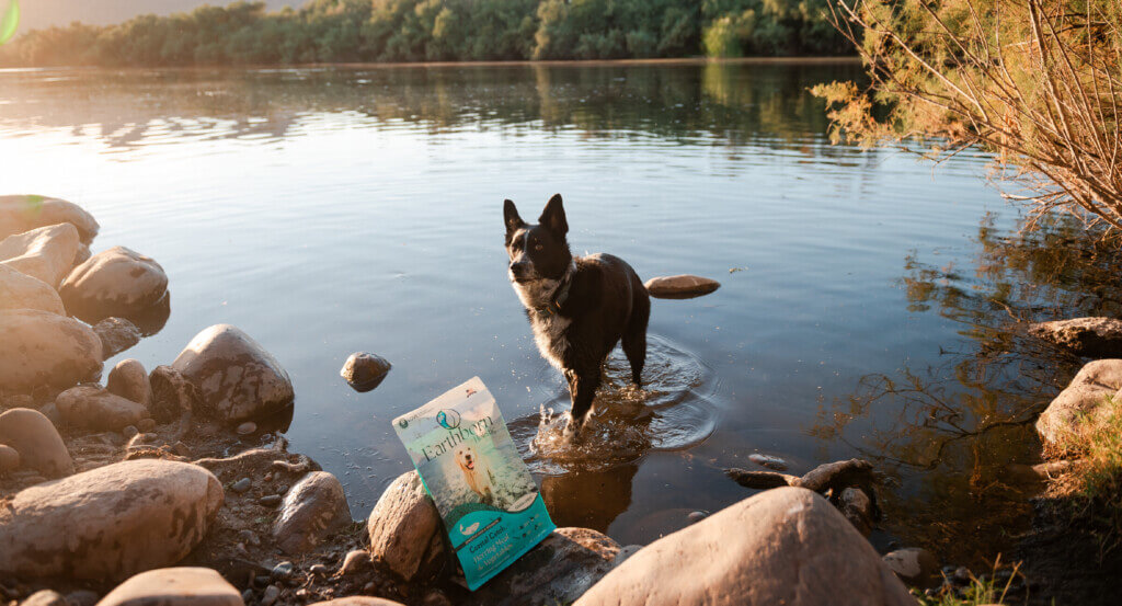 Dog stands in water while bag of Earthborn Holistic dog food sits on rocks