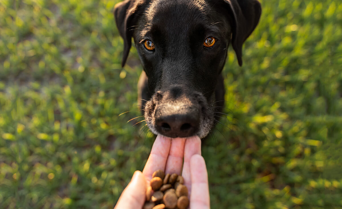 dog eating food out of the palm of a hand