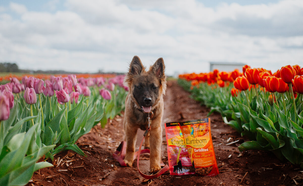 A puppy stands in a row of tulips next to a few bags of Earthborn Holistic dog treats
