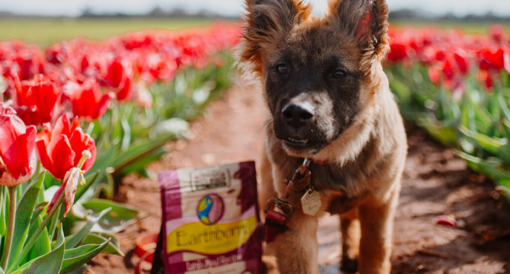 A puppy running towards the camera in a tulip field, a bag of Earthborn Holistic dog biscuit treats can be seen in the background