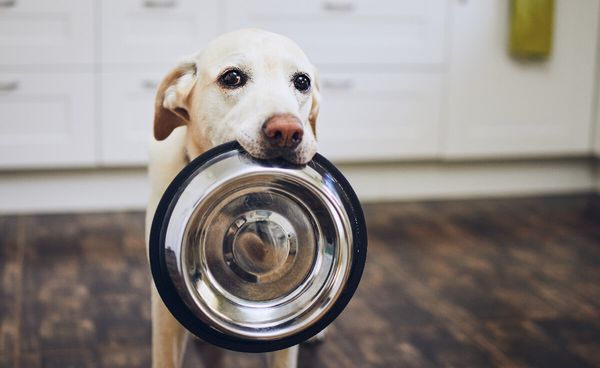 A dog sits with a bowl in his mouth begging