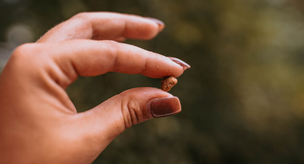 Hand holds a piece of kibble