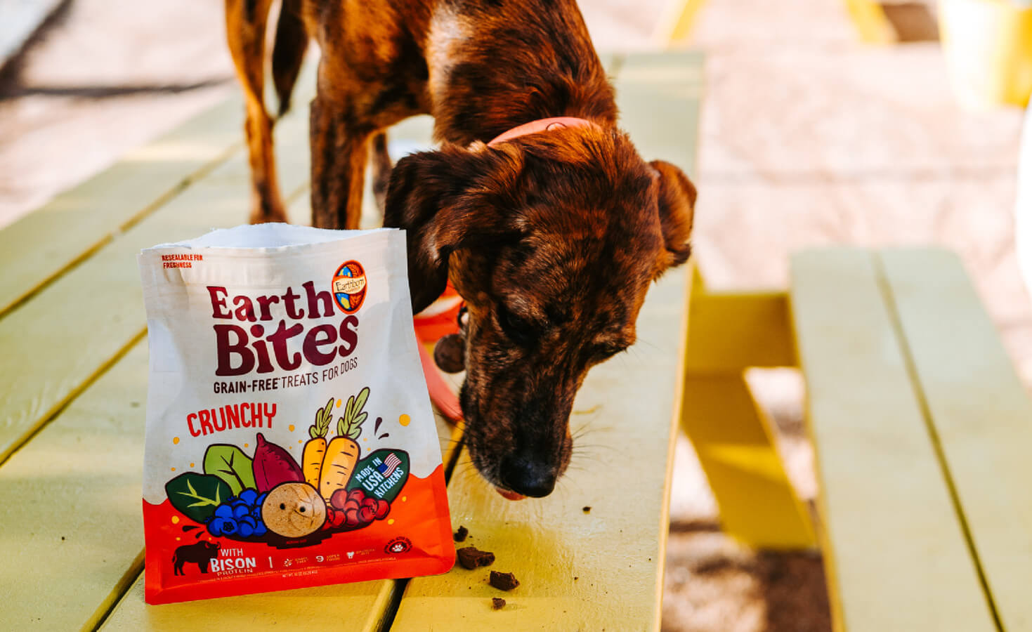 Dog eats treats while standing on yellow picnic table with a bag of treats