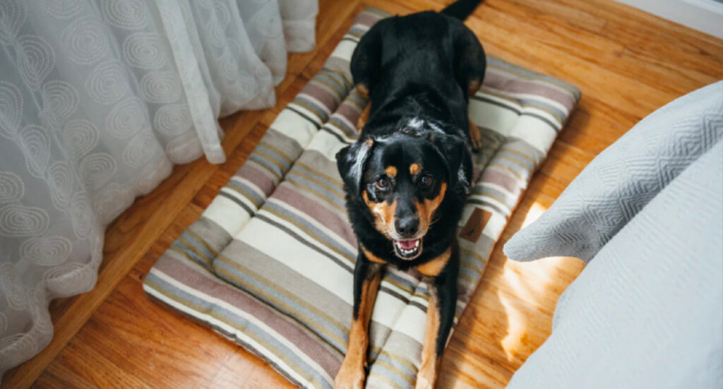 A dog laying on a P.L.A.Y chill pad