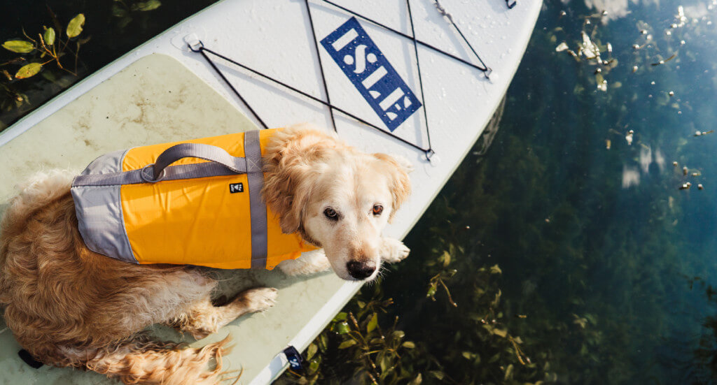 An overhead shot of a dog looking up at a human while laying on a paddleboard