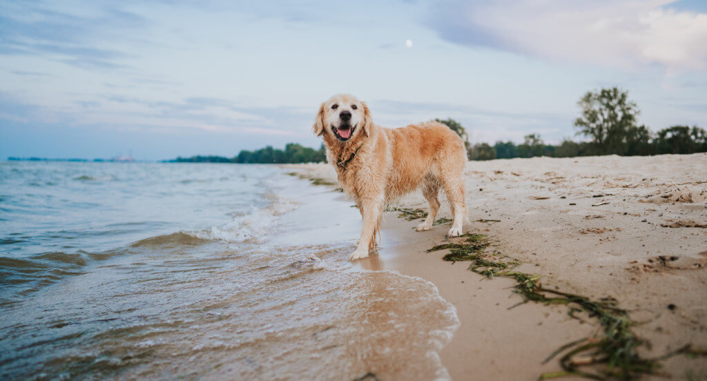 A dog happily stands on the shore of a beach
