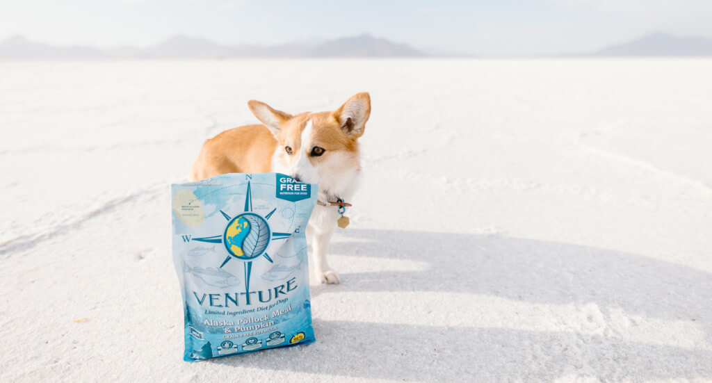 A corgi sniffs a bag of Venture Alaska Pollock Meal limited ingredient dog food