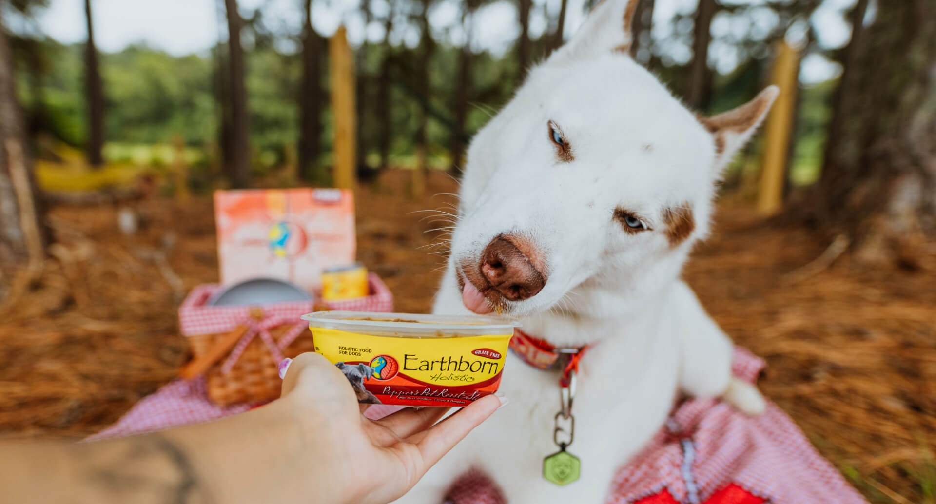 Wet vs. Dry Dog Food for Allergies Earthborn Holistic Pet Food