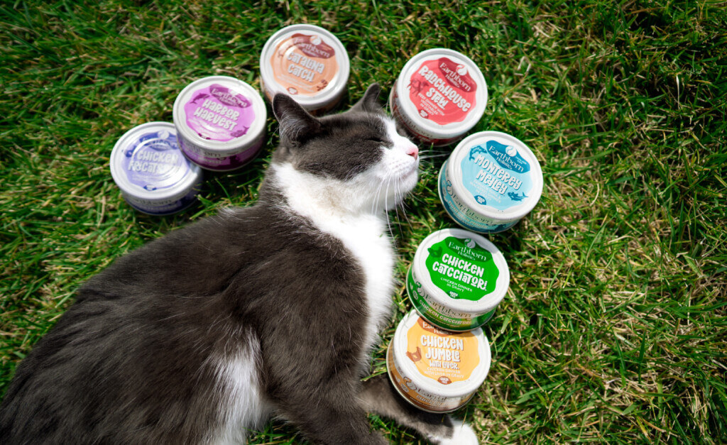How Much Wet Food to Feed a Cat￼
