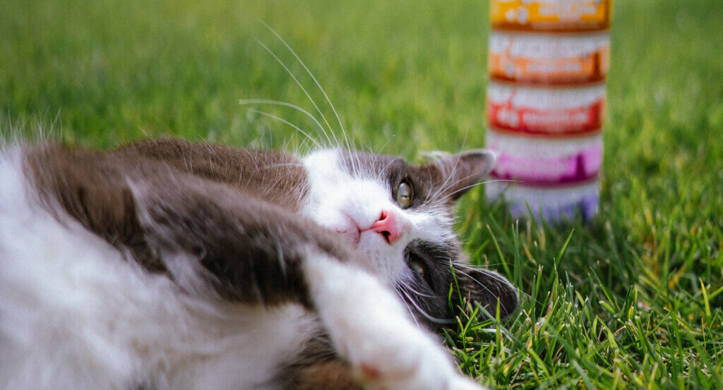 cat lays in grass by a stack of cat cans