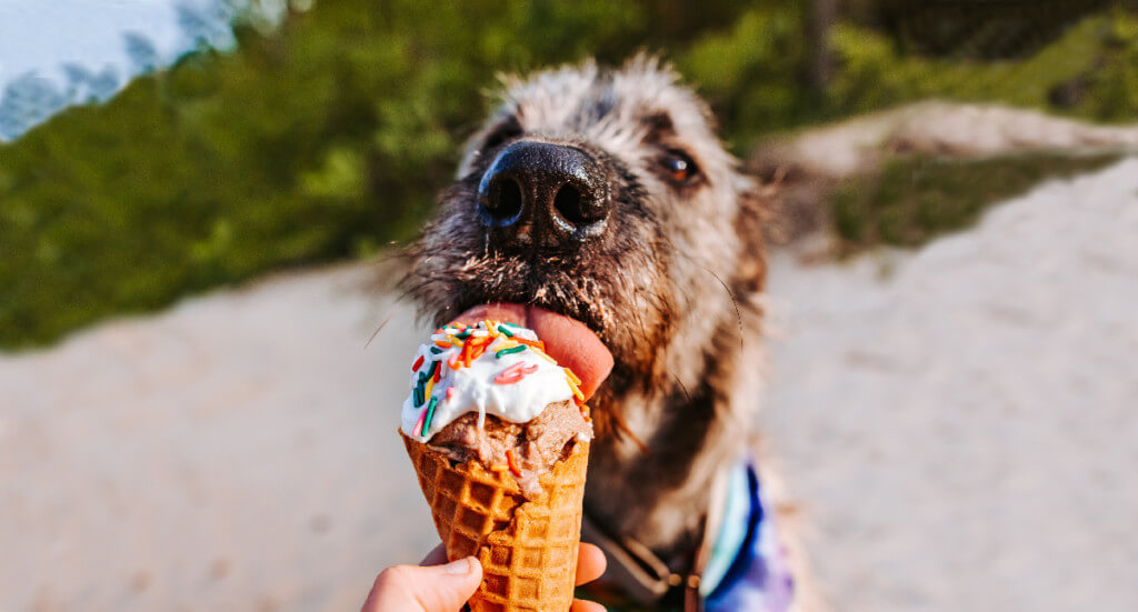 An Irish Wolfhound licks the top off of a dog friendly ice cream cone