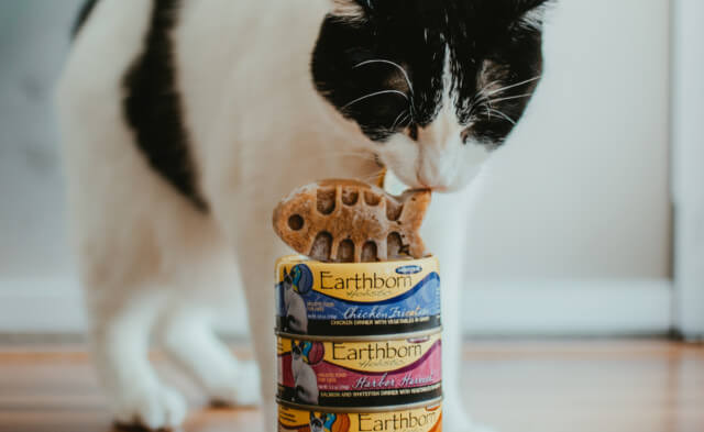 Cat Toys Your Cat Is Sure to Love