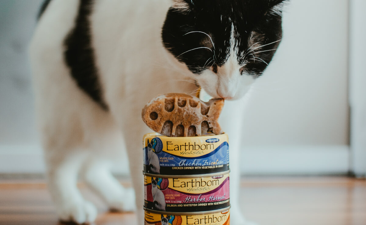 A black and white cat sniffs at a frozen fish made out of wet cat food that's sitting on top a stack of Earthborn Holistic cat food cans