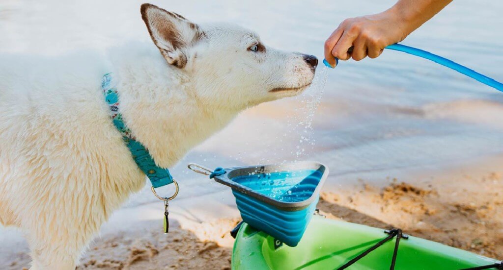 water is running out of a hose into a dog bowl. A dog sniffs the water as it comes out of hose.
