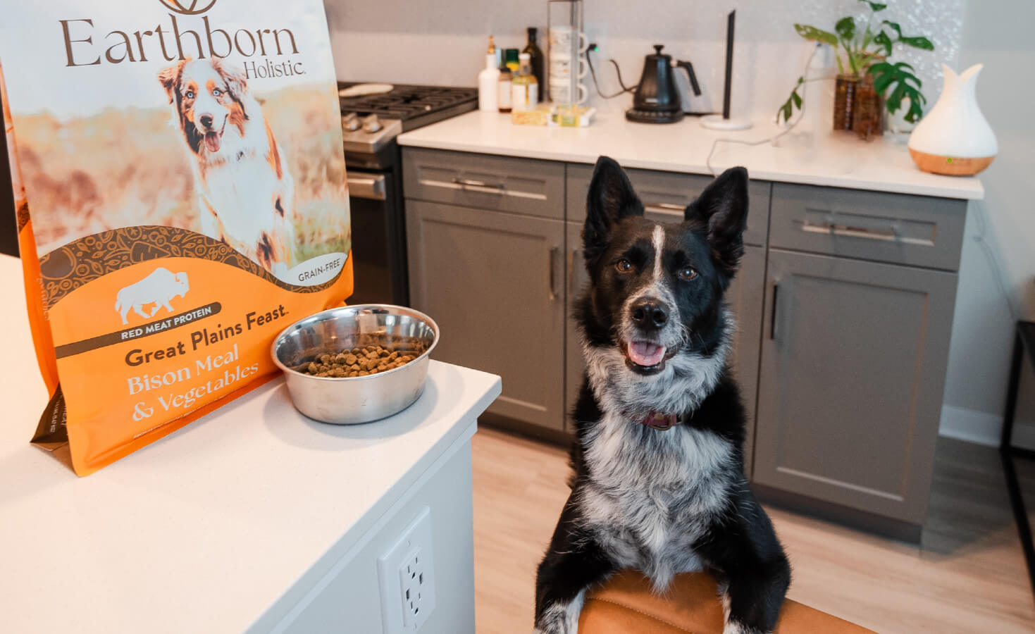 Dog sits with paws on chair next to a bag of dog food and bowl