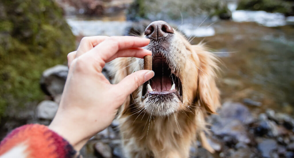 A human hand holds a treat while a dog comes from behind to eat it