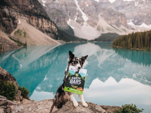 A dog stands on