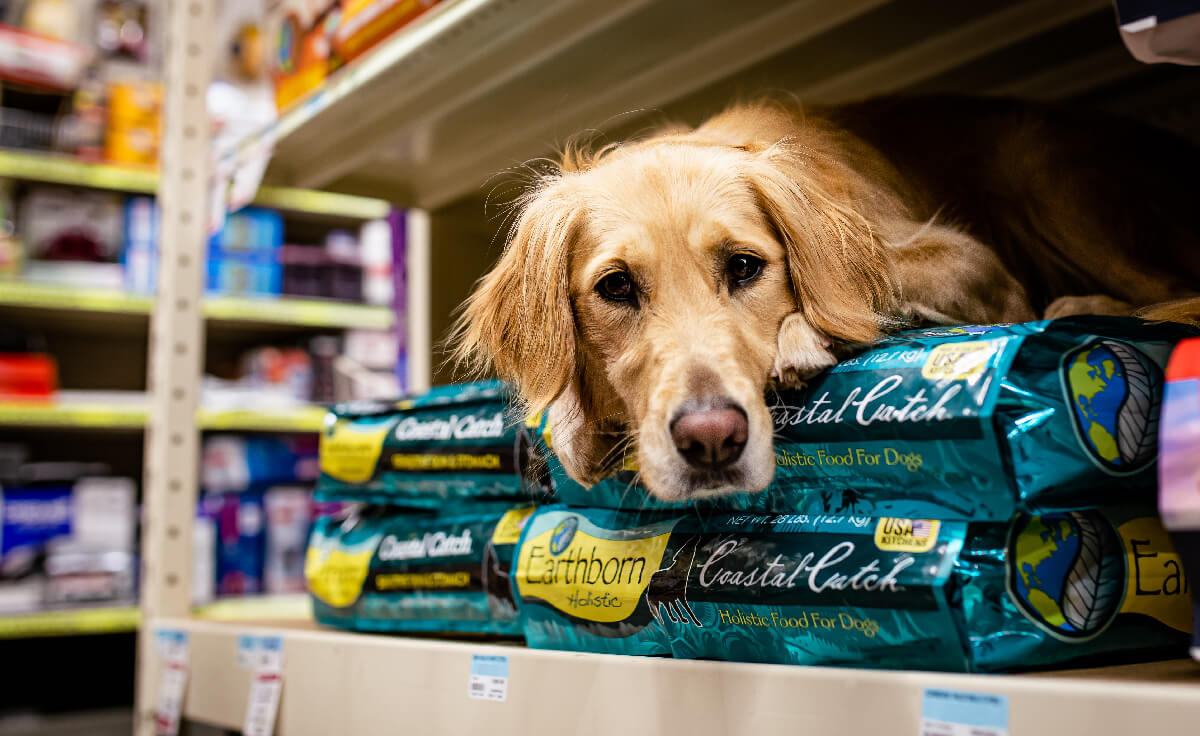 A golden retriever lays on a pet store shelf on top two bags of Earthborn Holistic Coastal Catch dog food